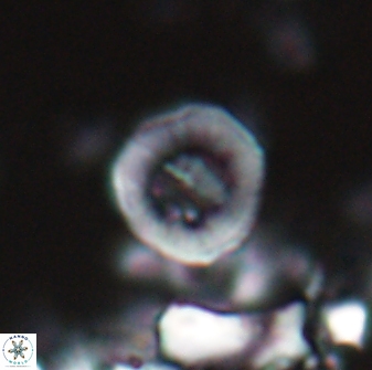 Hypsiteicholithus polymerus 22357