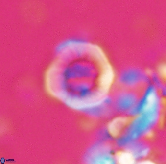 Hypsiteicholithus polymerus 22359
