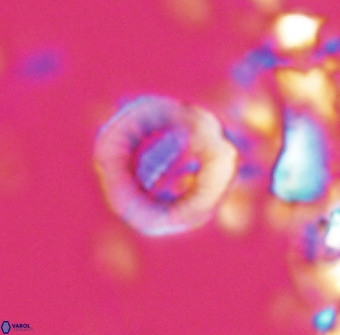 Hypsiteicholithus polymerus 22362