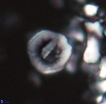 Hypsiteicholithus polymerus 22363