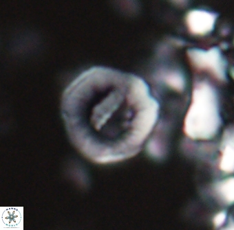 Hypsiteicholithus polymerus 22363