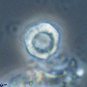 Hypsiteicholithus polymerus 22368