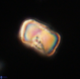 Hypsiteicholithus polymerus 61511