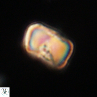 Hypsiteicholithus polymerus 61511