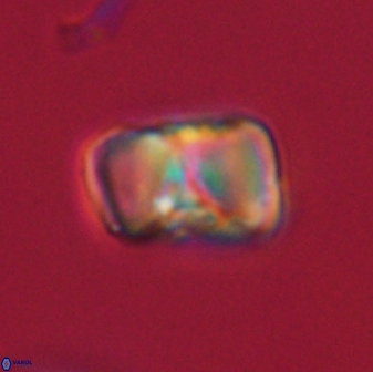 Hypsiteicholithus polymerus 61512