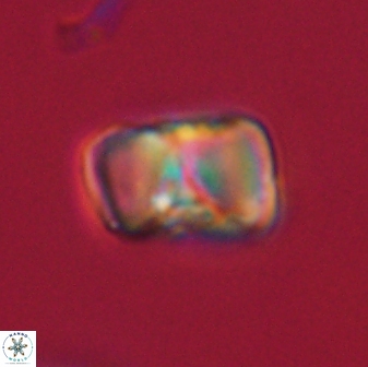 Hypsiteicholithus polymerus 61512