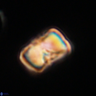 Hypsiteicholithus polymerus 61513