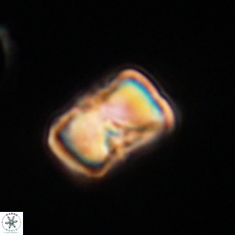 Hypsiteicholithus polymerus 61513