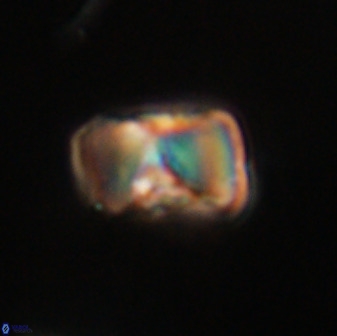 Hypsiteicholithus polymerus 61514