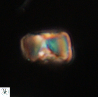 Hypsiteicholithus polymerus 61514
