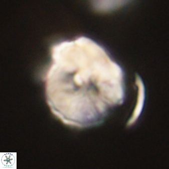 Hypsiteicholithus polymerus 61515