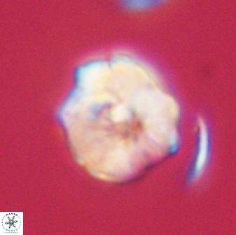 Hypsiteicholithus polymerus 61517