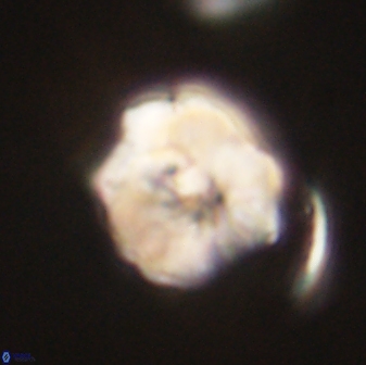 Hypsiteicholithus polymerus 61518