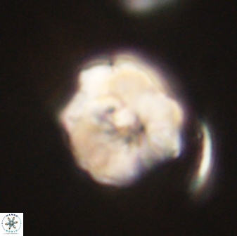Hypsiteicholithus polymerus 61518