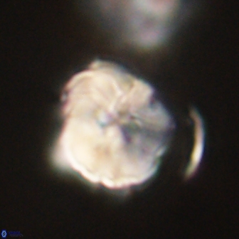 Hypsiteicholithus polymerus 61519