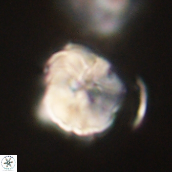 Hypsiteicholithus polymerus 61519
