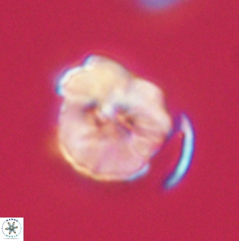 Hypsiteicholithus polymerus 61520