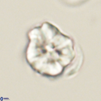 Hypsiteicholithus polymerus 61524