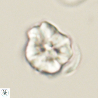 Hypsiteicholithus polymerus 61524