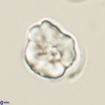 Hypsiteicholithus polymerus 61525