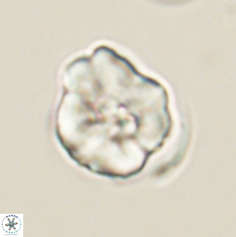 Hypsiteicholithus polymerus 61525