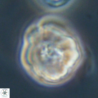 Hypsiteicholithus polymerus 61527