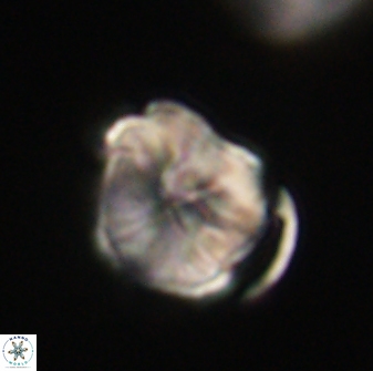 Hypsiteicholithus polymerus 61529