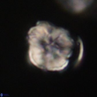 Hypsiteicholithus polymerus 61531