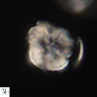 Hypsiteicholithus polymerus 61531