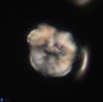 Hypsiteicholithus polymerus 61533