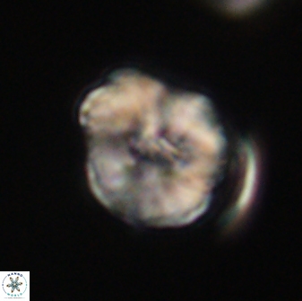 Hypsiteicholithus polymerus 61533