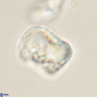 Hypsiteicholithus polymerus 61535
