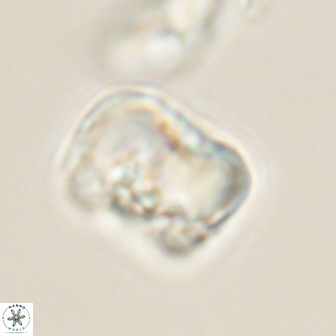 Hypsiteicholithus polymerus 61535
