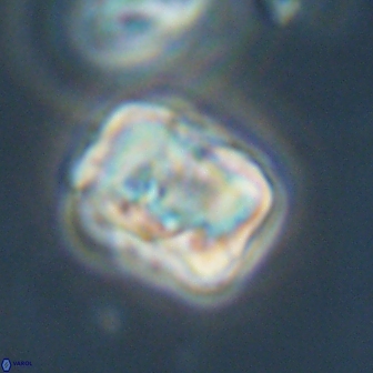 Hypsiteicholithus polymerus 61538