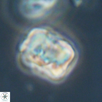Hypsiteicholithus polymerus 61538