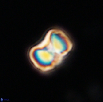 Hypsiteicholithus polymerus 66624