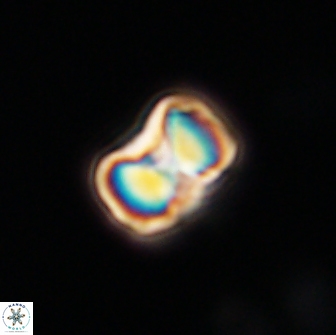 Hypsiteicholithus polymerus 66624