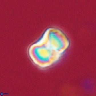Hypsiteicholithus polymerus 66625