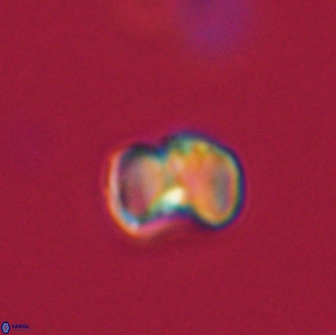 Hypsiteicholithus polymerus 66626