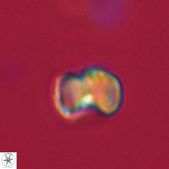 Hypsiteicholithus polymerus 66626