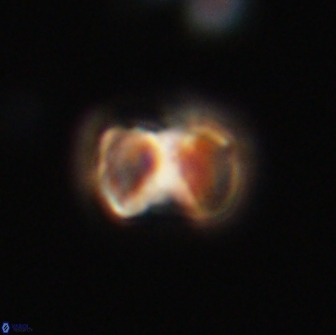 Hypsiteicholithus polymerus 66627
