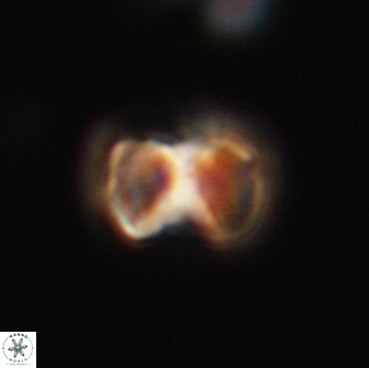 Hypsiteicholithus polymerus 66627
