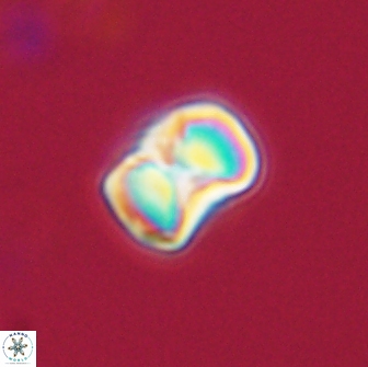 Hypsiteicholithus polymerus 66629