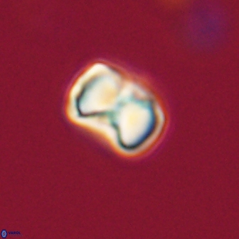 Hypsiteicholithus polymerus 66630