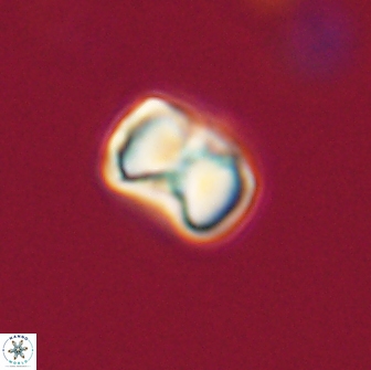 Hypsiteicholithus polymerus 66630