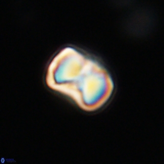 Hypsiteicholithus polymerus 66631