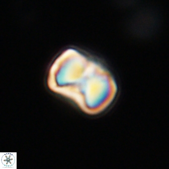Hypsiteicholithus polymerus 66631