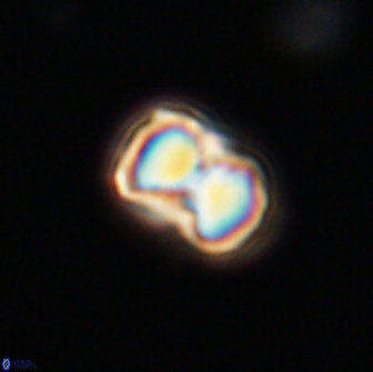 Hypsiteicholithus polymerus 66632
