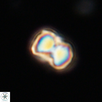 Hypsiteicholithus polymerus 66632