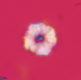 Hypsiteicholithus polymerus 66635